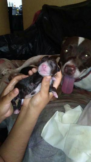 Cachorros Pitbull