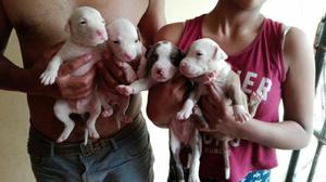 Cachorros Pitbull