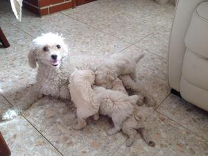 Cachorros Poodle