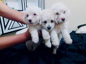 Cachorros Poodle Toy