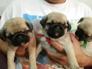 Cachorros Pug Carlino, Super Ñatitos, Excelente Calidad