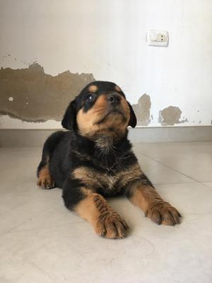 Cachorros Rottweiler