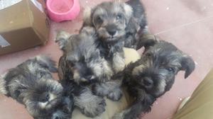 Cachorros Schnauzer