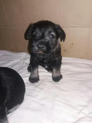 Cachorros Schnauzer