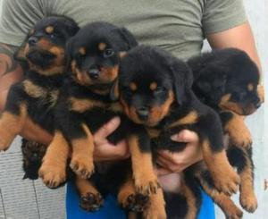 Camada de Rottweiler Cachorros