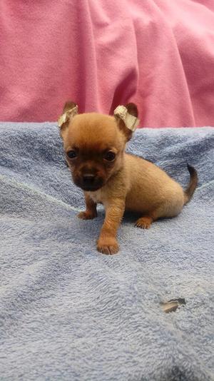 Chihuahua con Pedigee