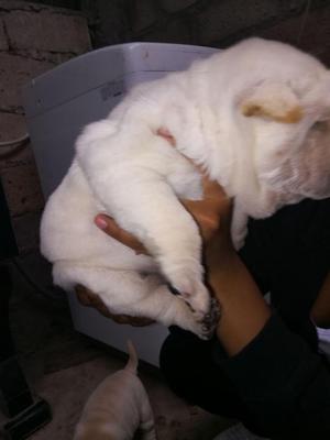 Doy en adopcion cachorras sharpei