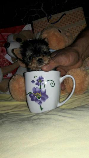 Espectacular Cachorrita Yorkshire Terrier Tea Cup