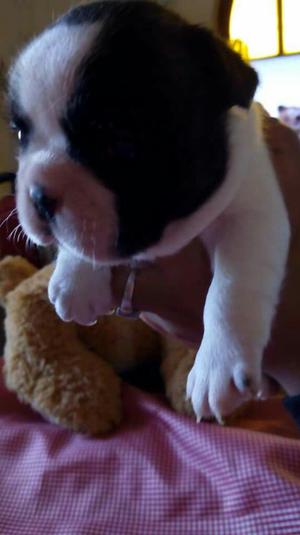 Hermosos Bulldog Frances