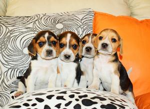 Hermosos Cachorros Beagles