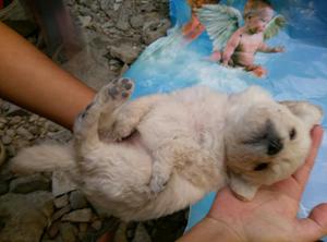 Lindos Cachorritos