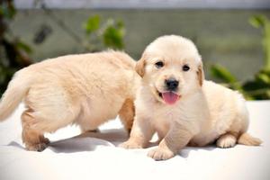 Lindos Cachorros Golden Retriever ❤ FOTOS REALES ❤