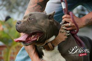 Monta American Bully