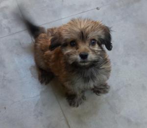 Perrito