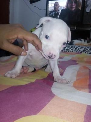 Perritos pitbull