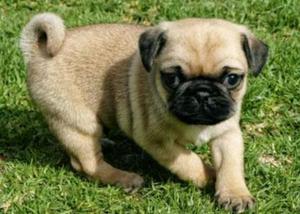 Pug Carlineo