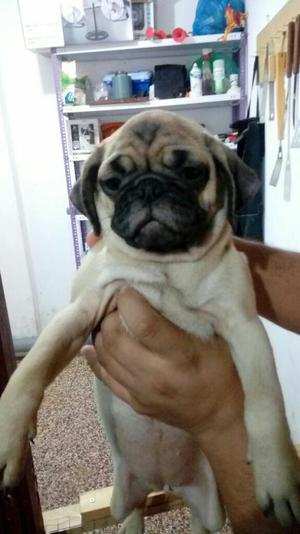 Pug Carlino