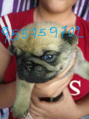 Pug Full Pedigre Cachorros