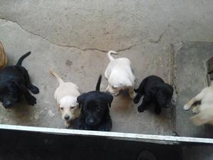 Se Vende Lindos Cachorritos Labradores