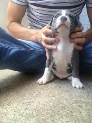 Se Vende Mi American Bully