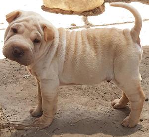 Sharpei