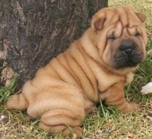 Sharpei