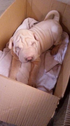 Sharpei 3 meses