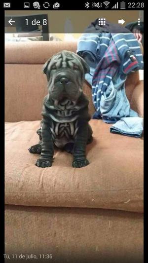 Sharpei Cachorra