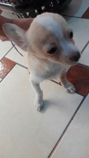 Vendo Cachorro Macho Chihuahua de 3 Mese