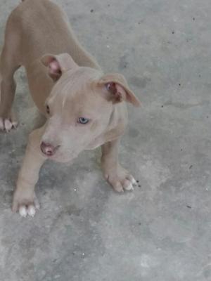 Vendo Cachorro Pittbul