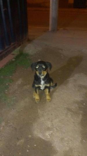 Vendo Cachorro Rotwailer con Labrador