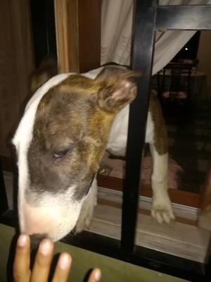 Vendo Cachorro de Bullterrier