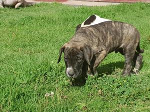 Vendo Cachorros Gran Dannes