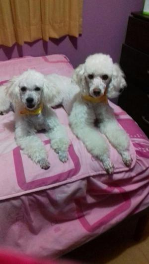 Vendo Cachorros Poodle