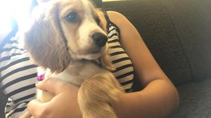 Vendo Coker Spaniel