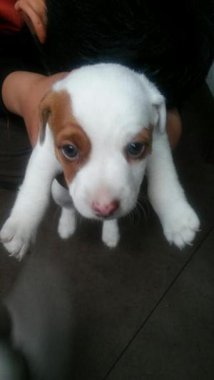 Vendo Jack Russell Terrier