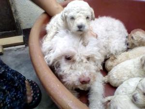 Vendo Perritos Poodle