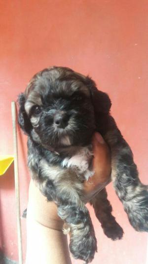 Vendo Perritos Shizu