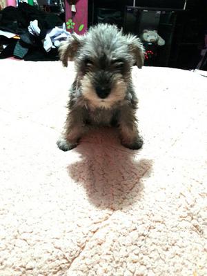 Vendo lindos Schnauzer