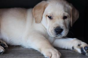 Venta cachorros labradores