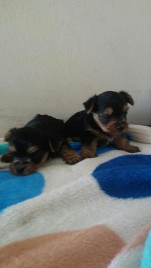 Yorkshire Terrier
