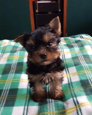 Yorkshire Terrier Miniatura Miraflores