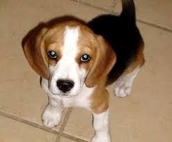 cachorrita beagle tricolor raza pura