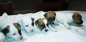 jack russell bicolor toy hermozos cachorros hembrits y