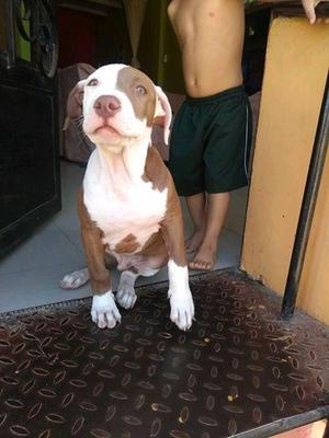 pitbull red nose
