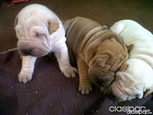 sharpei blanco beige y marron arrugados chinitos bellisimos