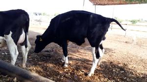 vendo vacas Holstein