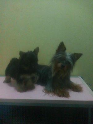 yorkshire terrier toy hembra con avcunas y fotos reales