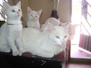 AMANTES DE GATOS CRUCE ANGORA ALBINOS, PRECIOSOS