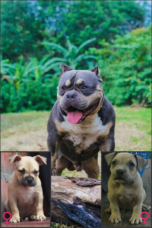 AMERICAN BULLY